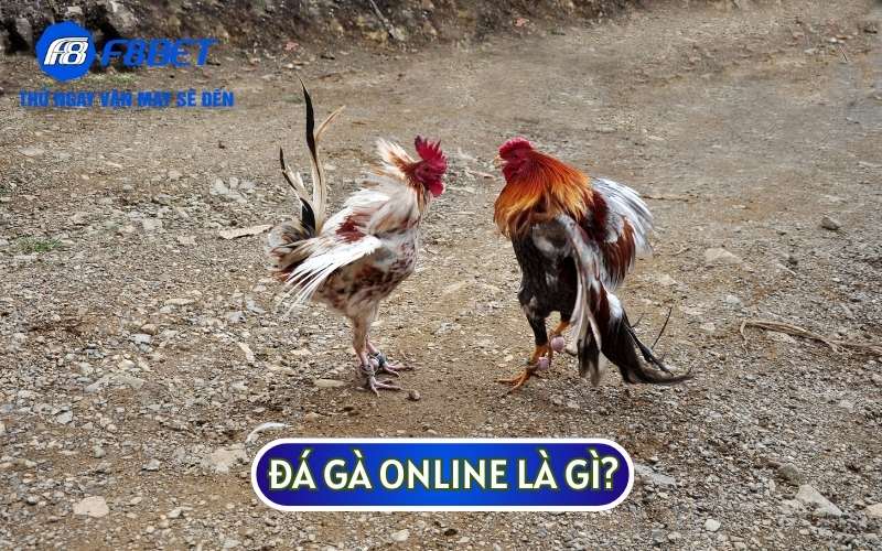 ĐÁ GÀ ONLINE là hình thức giải trí thú vị mà bạn có thể thấy tại các nhà cái trực tuyến