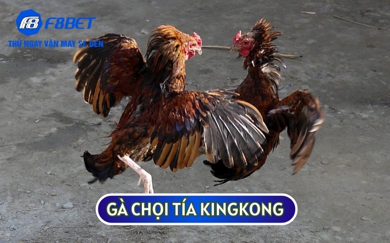 Gà Chọi Tía KingKong: Hùng Kê Bất Khả Chiến Bại Của Việt Nam