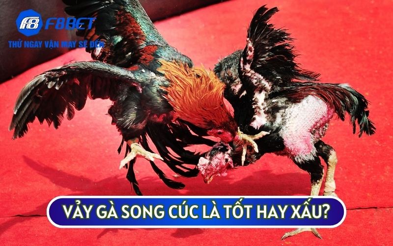 Nếu chọn chiến kê để đá VẢY GÀ SONG CÚC sẽ không phải sự lựa chọn lý tưởng