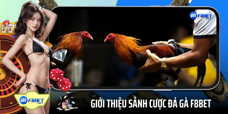 Giới thiệu sảnh cược đá gà F8BET